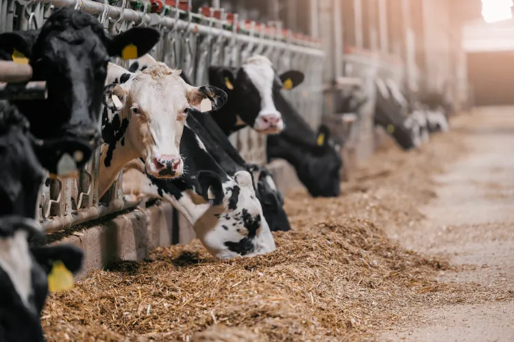 Cows holstein eating hay in cowshed on dairy farm with sunlight in barn. Banner modern meat and milk production of livestock industry